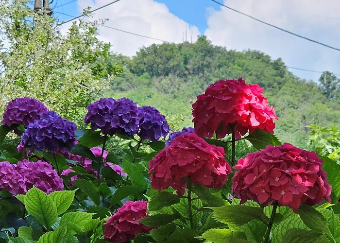 Szilvas 10 Szigliget